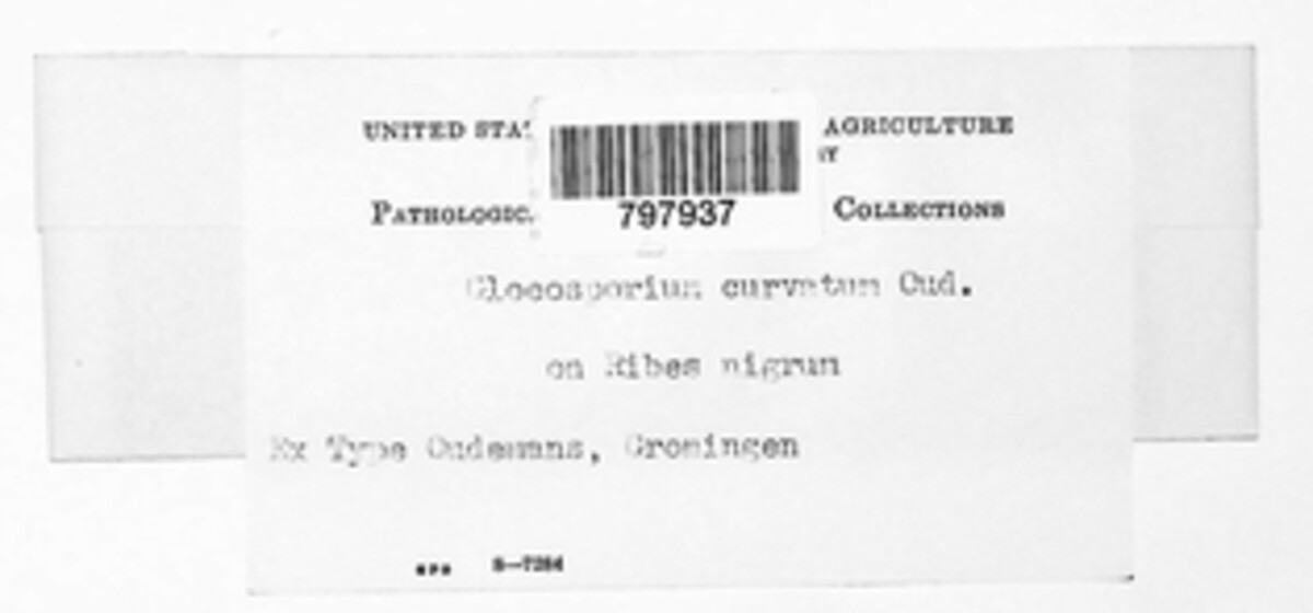 Gloeosporium curvatum image